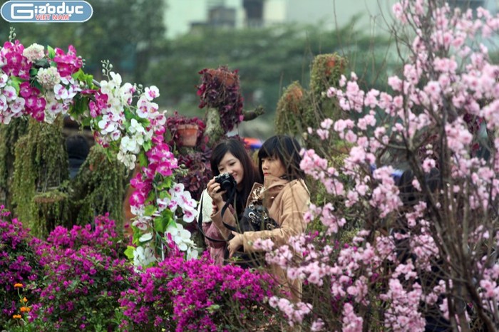 Những ngày này ở vườn đào Nhật Tân đang rất nhộn nhịp, tấp nập người ra kẻ vào để chụp ảnh, để xem đào, xem quất. Tuy nhiên, trong số những hộ trồng đào thật xuất hiện những trang trại nhỏ trồng đủ các loại hoa và đặc biệt là những vườn... đào giả làm bằng nhựa.